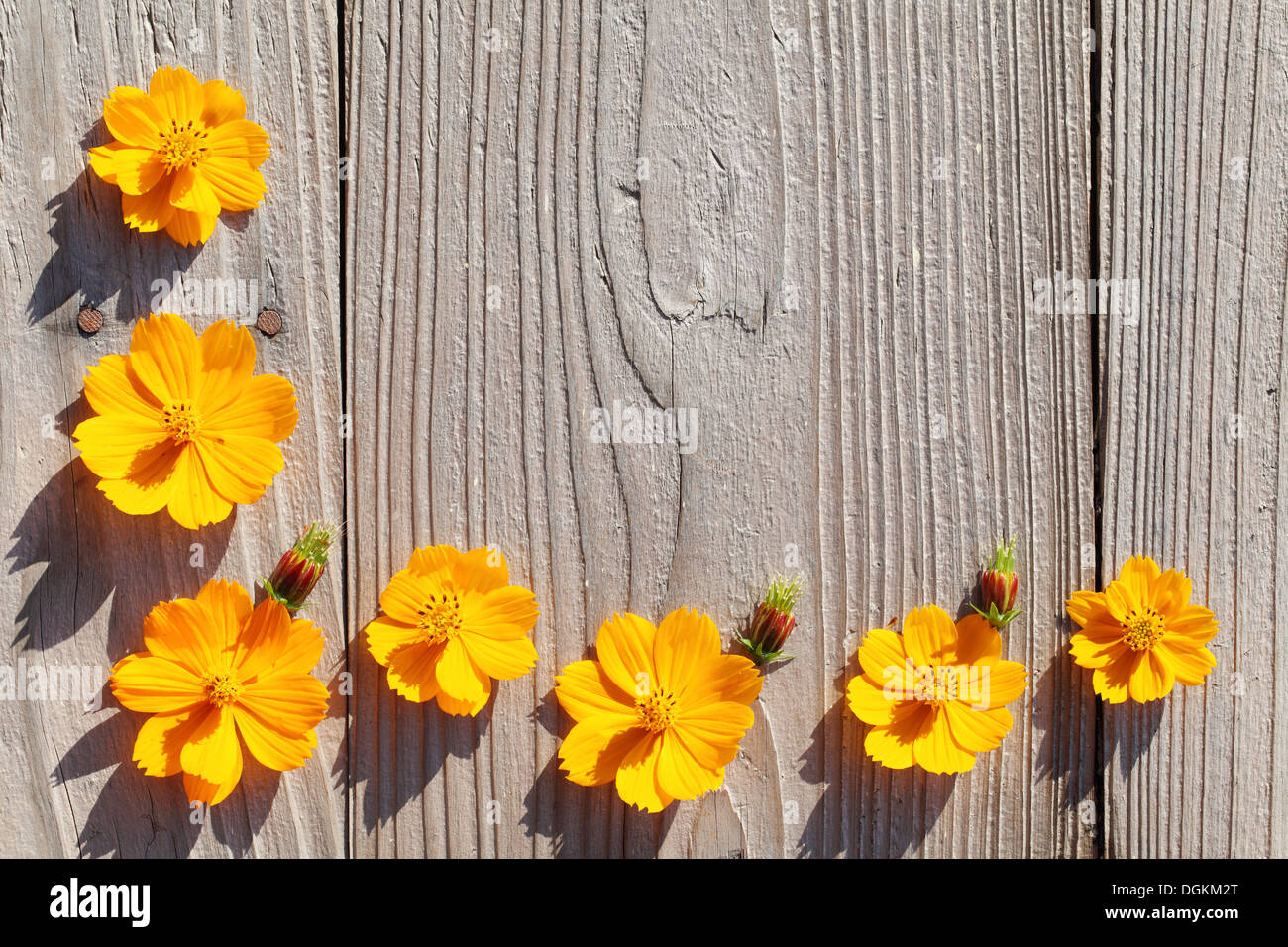 Kosmos Blumen erstellen einen Rahmen Stockfoto