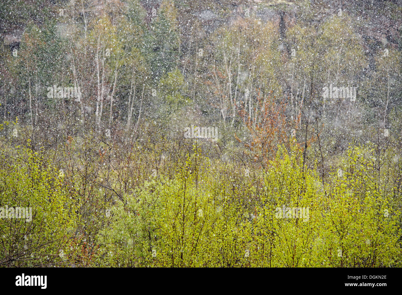 Frühling-Bäume mit aufstrebenden Laub im späten Frühlingsschnee squall Wanup Ontario Kanada Stockfoto