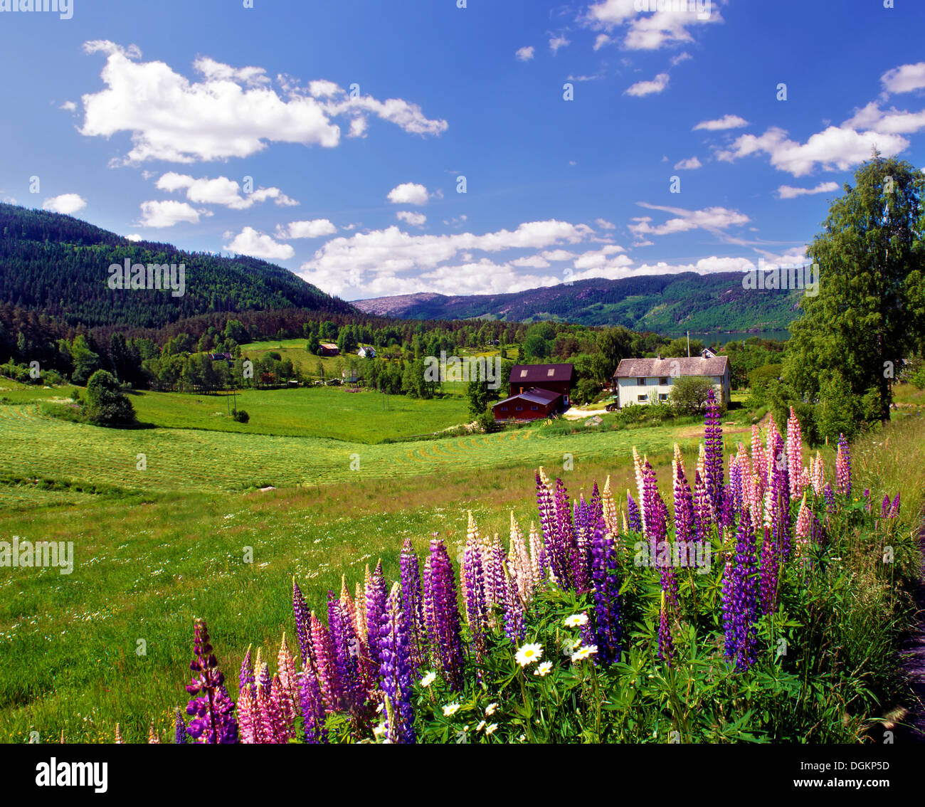 Ein Mittsommer-Blick auf das ländliche Dorf Aseral in Südnorwegen. Stockfoto
