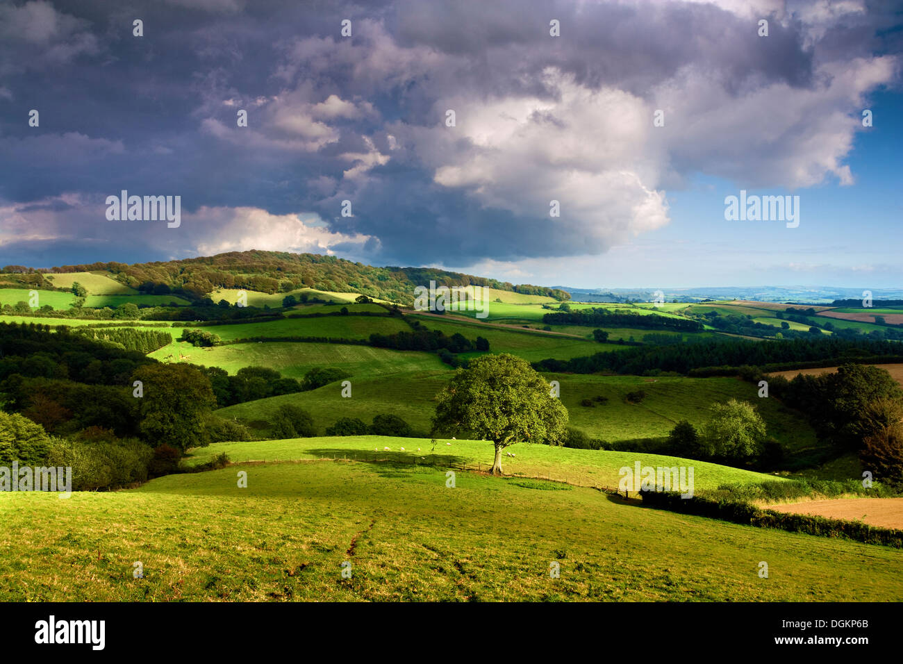Blick über Dorset Ackerland. Stockfoto
