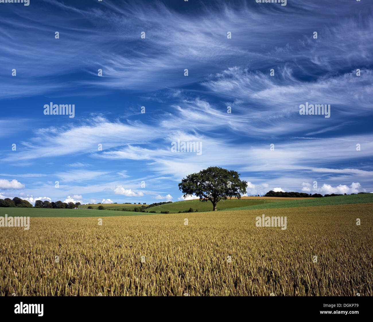 Ein Blick in ein Weizenfeld in Hampshire. Stockfoto
