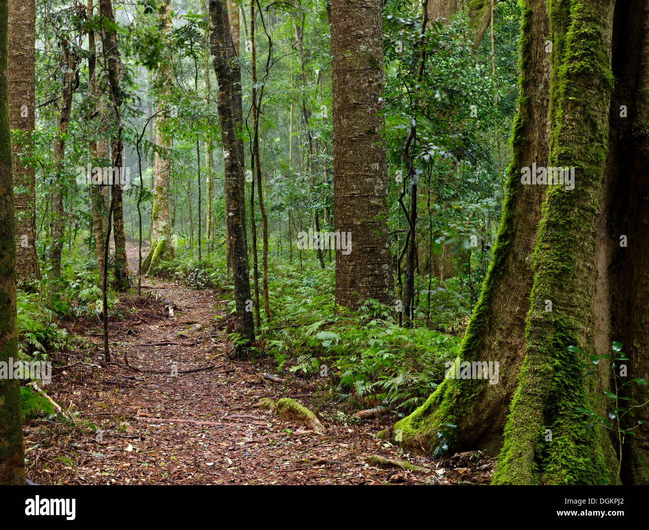 Der Wanderweg führt durch Regenwald, Queensland Australien. Stockfoto
