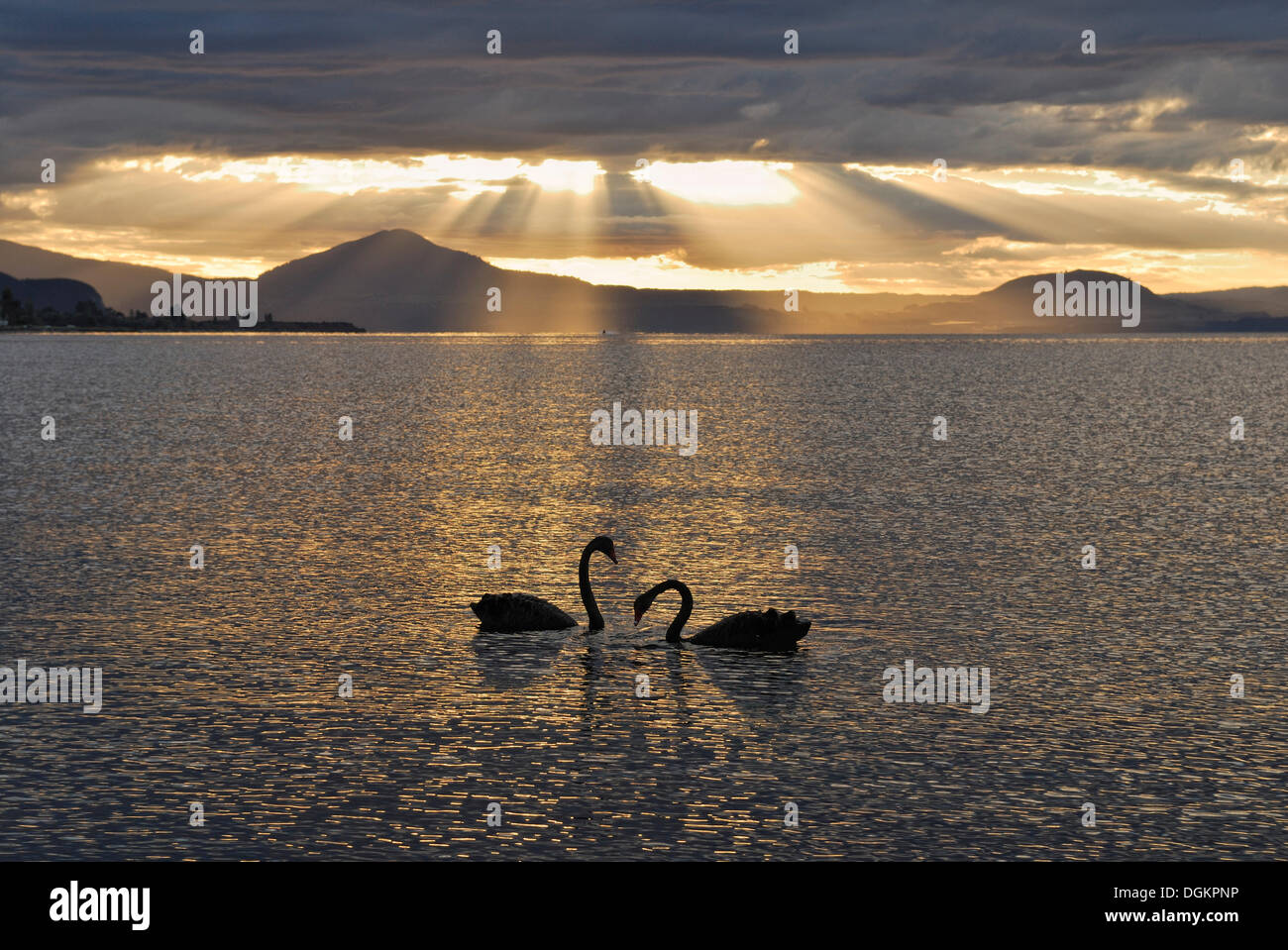 Schwarze Schwäne in den Abend, Lake Taupo, Nordinsel, Neuseeland Stockfoto