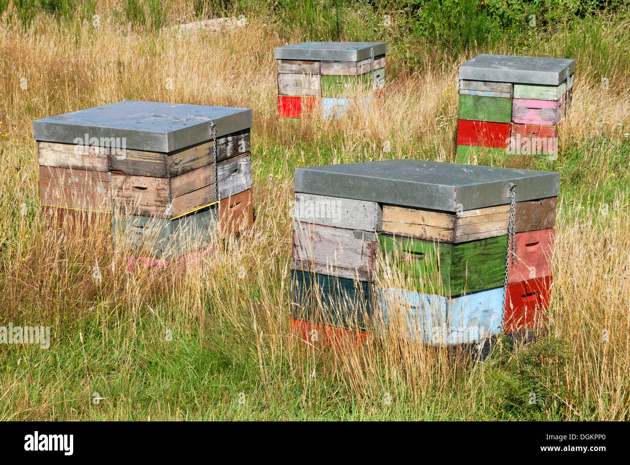 Bienenstöcke, Heide, neben State Highway 46 in der Nähe von Turangi, Nordinsel, Neuseeland Stockfoto