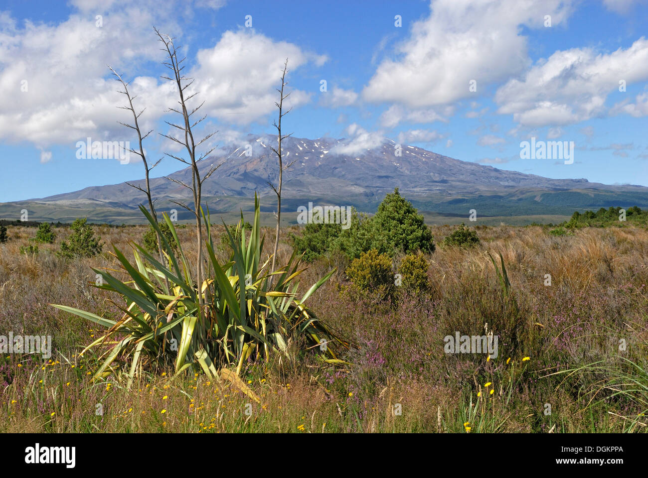 Blick auf Mount Ruapehu vom State Highway 47, Berg Flachs (Phormium Cookianum) im Vordergrund gesehen Stockfoto