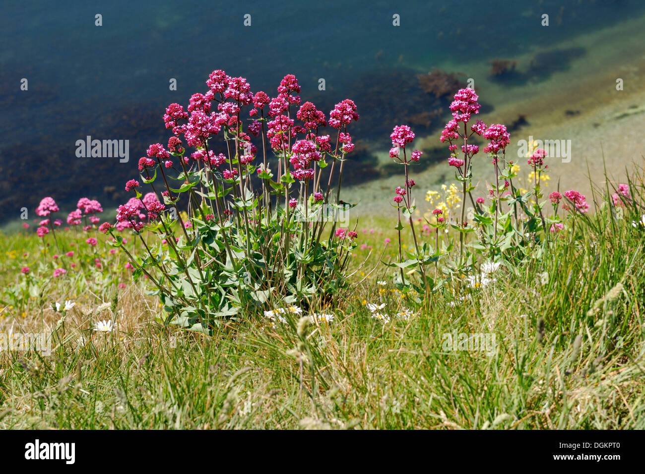 Roter Baldrian (Centranthus Ruber), Mann O'War Cove, Lulworth, Dorset, Südengland, England, Vereinigtes Königreich, Europa Stockfoto