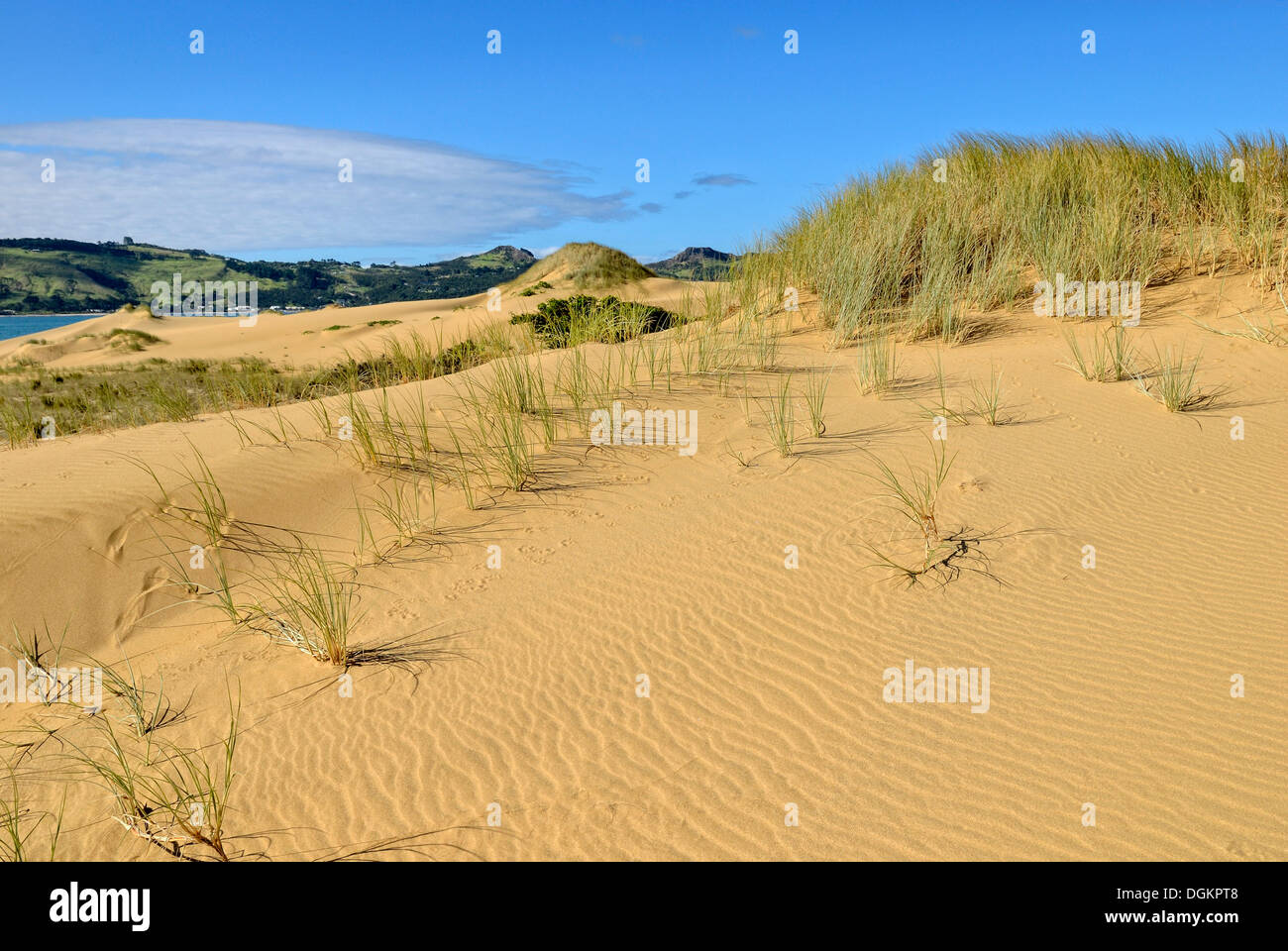 Sanddünen am Hokianga Harbour, Opononi, Nordinsel, Neuseeland Stockfoto