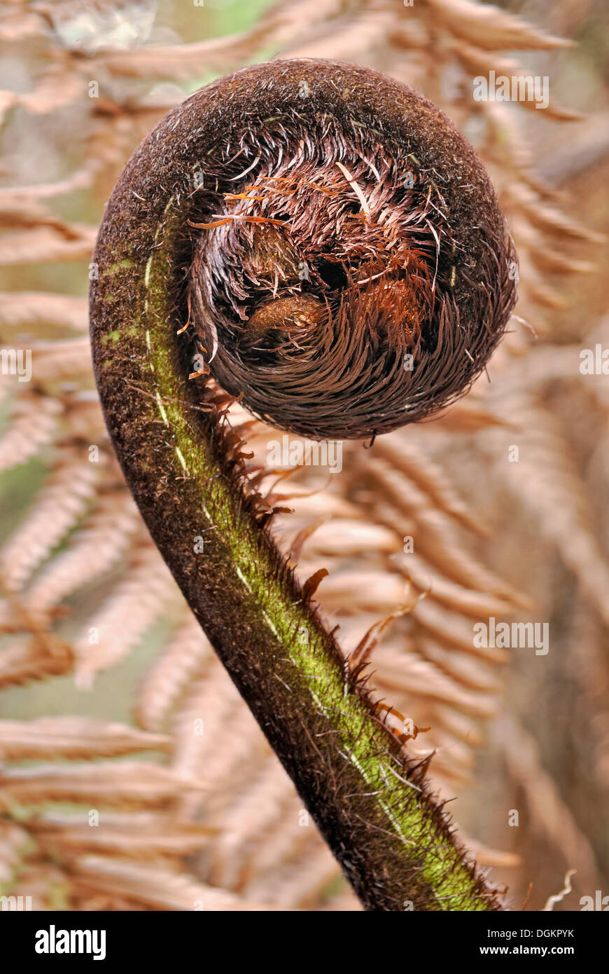 Farn Wedel unfurling oder Koru, Silber Baumfarn oder Silver Fern (Cyathea Dealbata), Opua, Bay of Islands Nordinsel Stockfoto