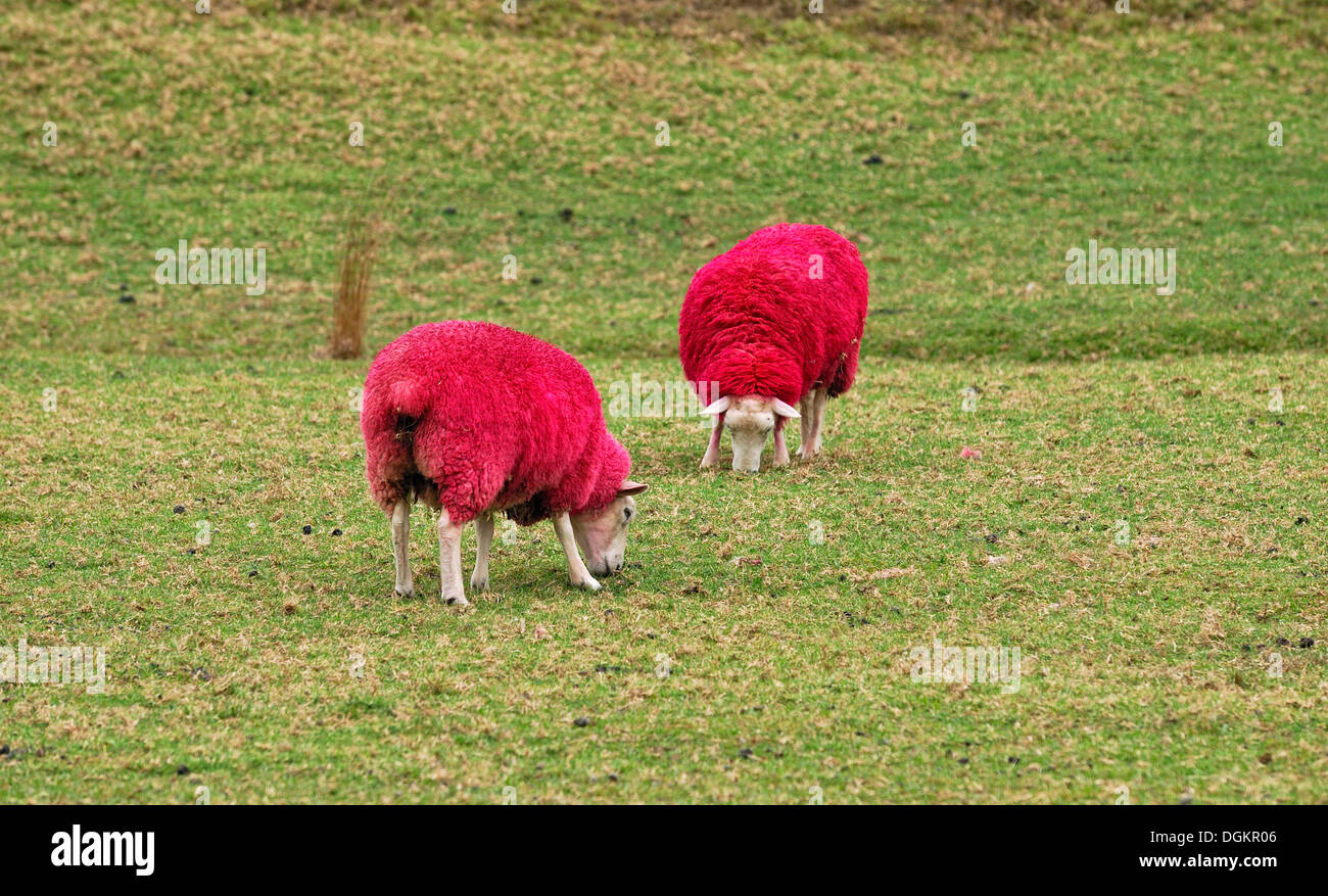 Schafe gefärbt rot für Werbezwecke, Eye-Catcher am Straßenrand, Schäferei Welt und Naturpark, Highway 1, Warkworth Stockfoto