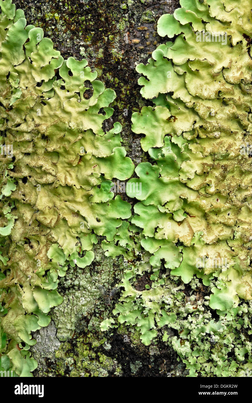 Foliose Flechten, Etty Bay, Innisfail, Queensland, Australien Stockfoto