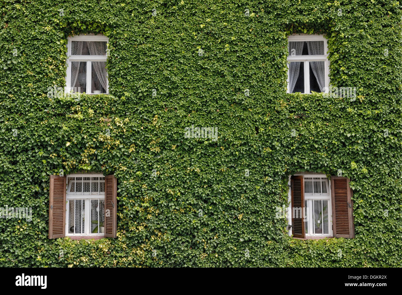 Fassade, bewachsen mit gemeinsamen Efeu (Hedera Helix), Landshut, Bayern Stockfoto