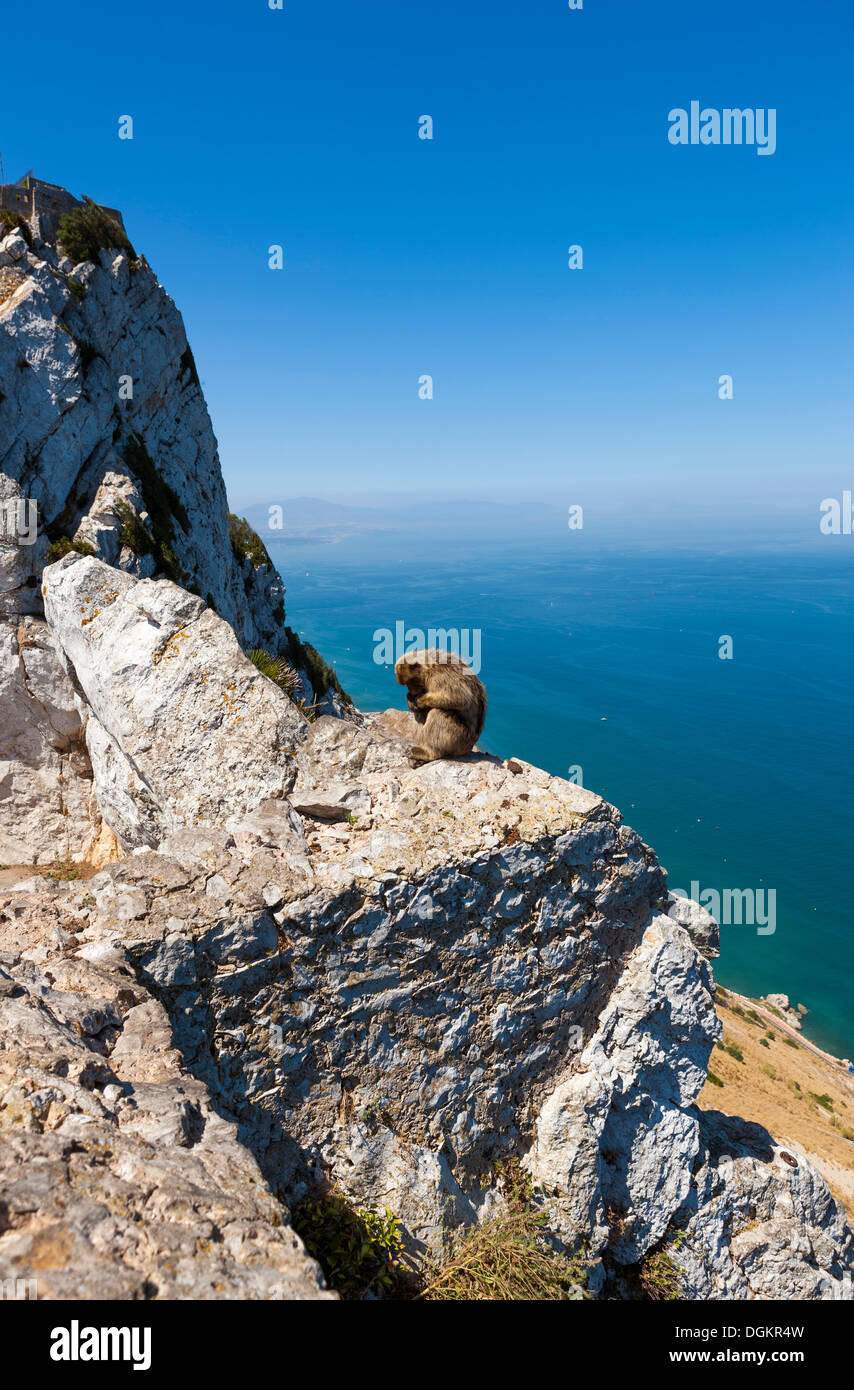 Gibraltar Berberaffe (Macaca Sylvanus). Stockfoto