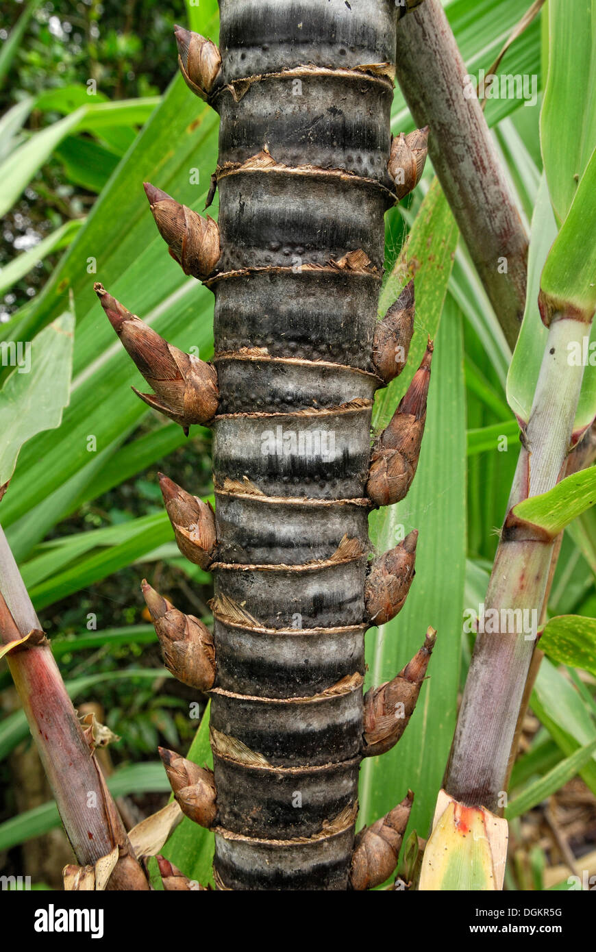 Schaft und Knospen von Zuckerrohr (Saccharum Officinarum), Atherton, Queensland, Australien Stockfoto