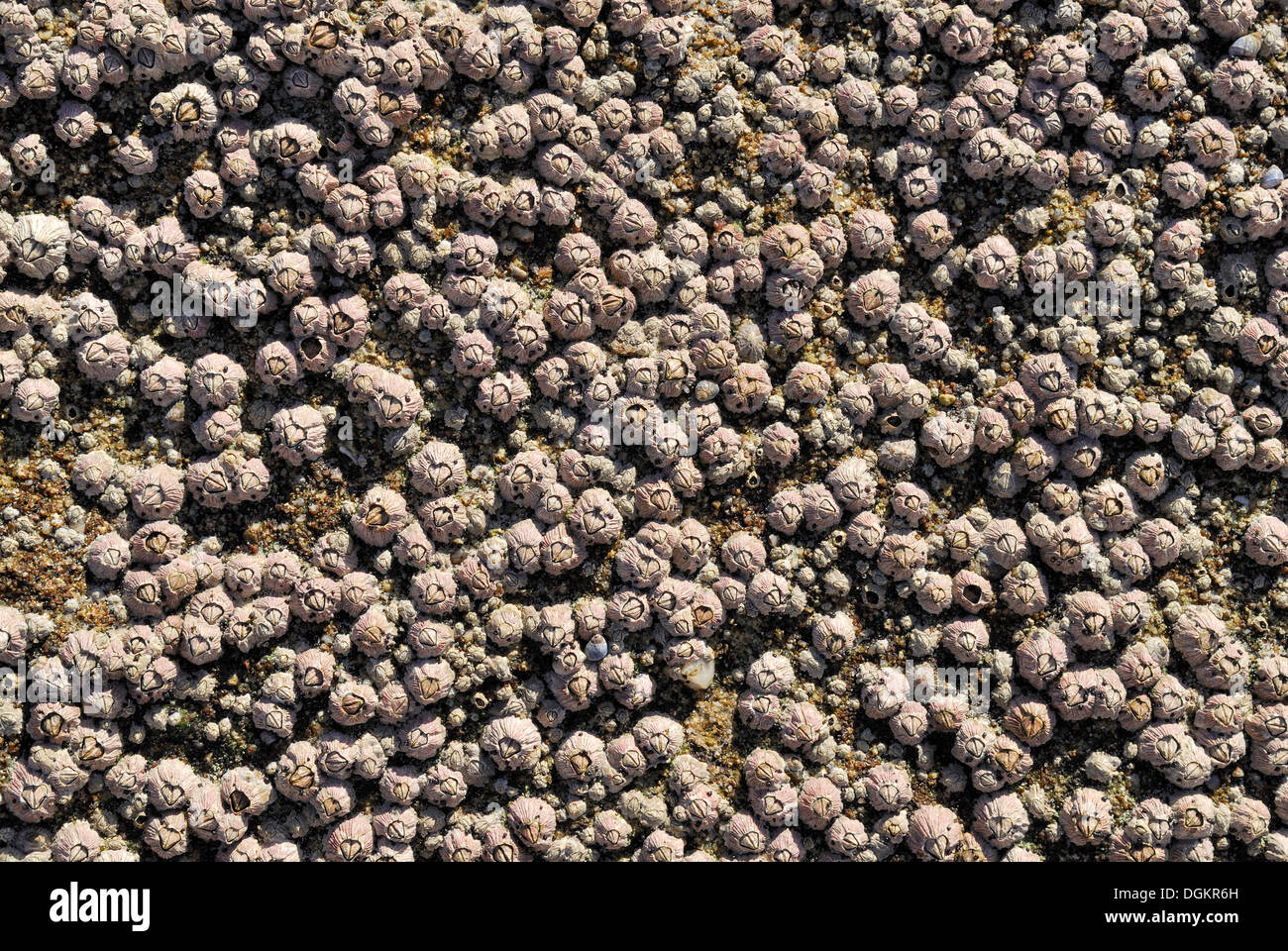 Seepocken (Balanoidae), Caloundra Beach, Sunshine Coast, Queensland, Australien Stockfoto