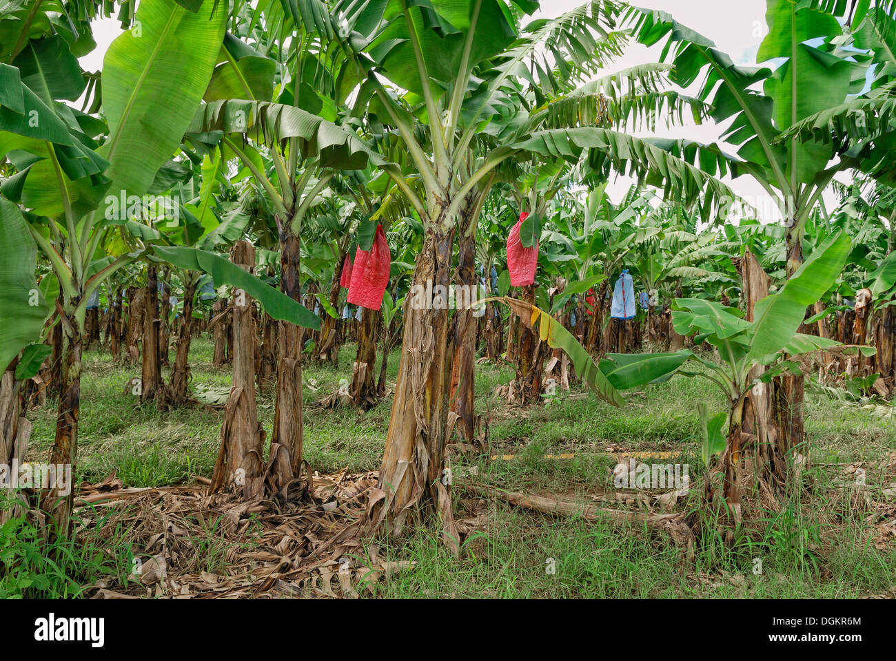 Bananenplantage, Innisfail, Queensland, Australien Stockfoto