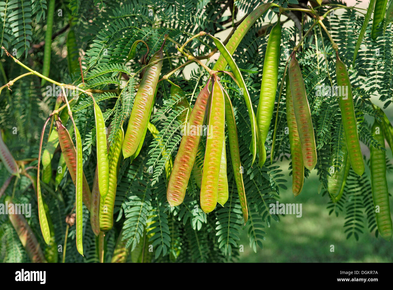 Weiße Leadtree, Jumbay oder wilde Tamarinde (Leuceana Leucocephala), Samen Hülsen, Futter Pflanze für Rinder, Queensland, Australien Stockfoto