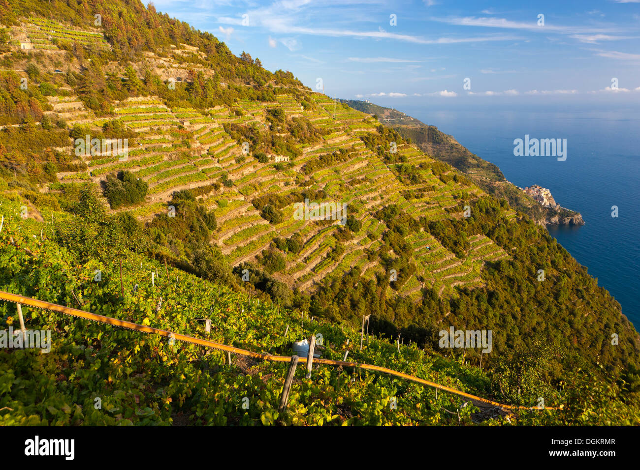 Ein Weinberg mit Blick auf die Küste auf den Klippen des Mittelmeeres an der italienischen Riviera. Stockfoto