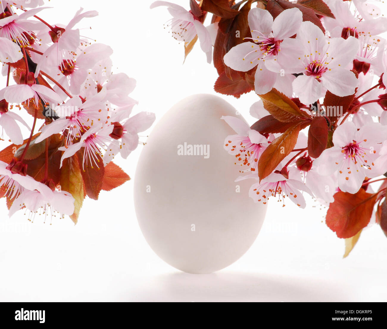 Osterei mit Blüten der Kirschpflaume (Prunus Cerasifera Nigra) Stockfoto