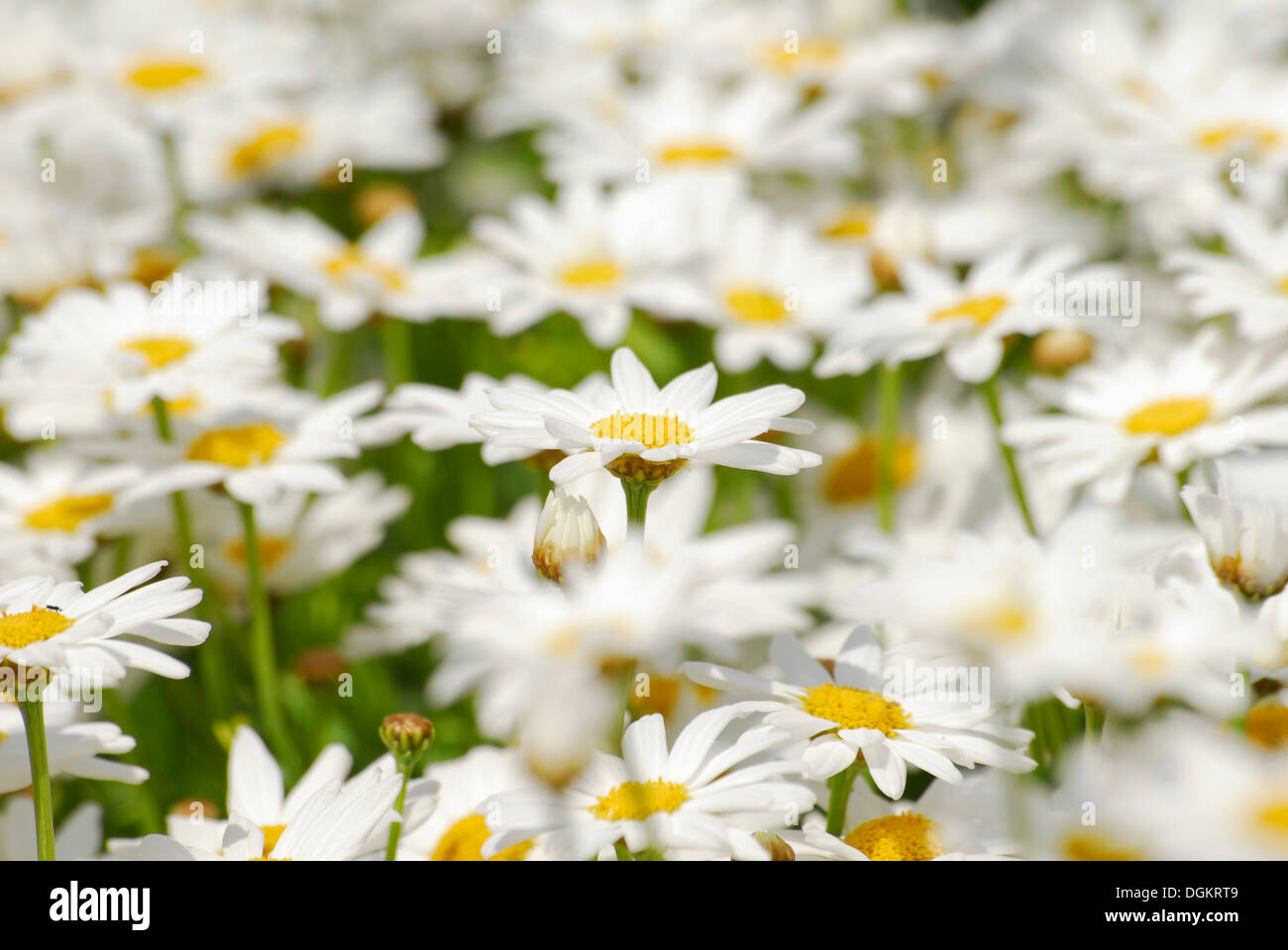 Margeriten oder Ochsen-Auge Margeriten (Leucanthemum), Wiese voller Blumen Stockfoto