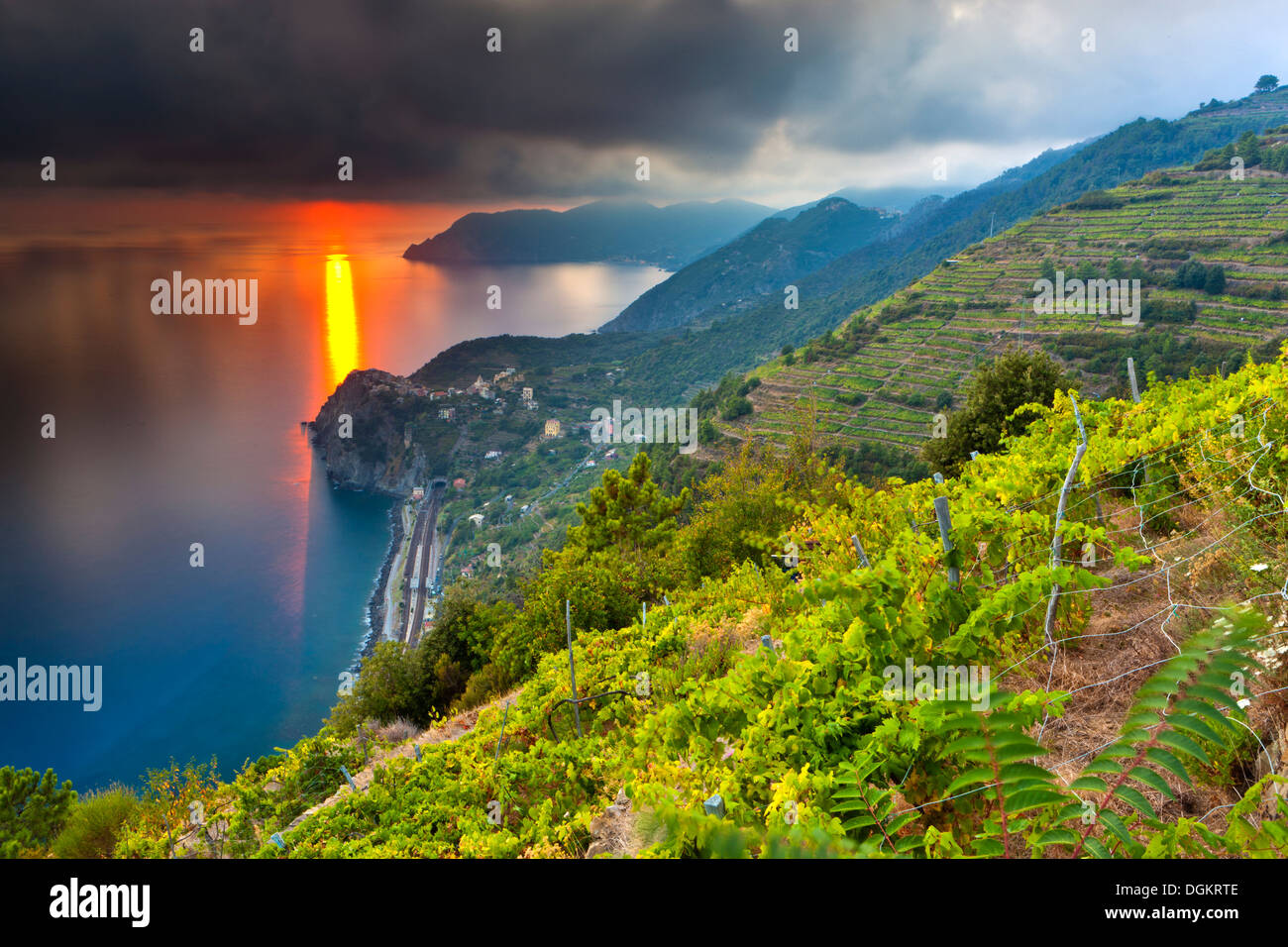 Ein Weinberg mit Blick auf die Küste auf den Klippen des Mittelmeeres an der italienischen Riviera. Stockfoto