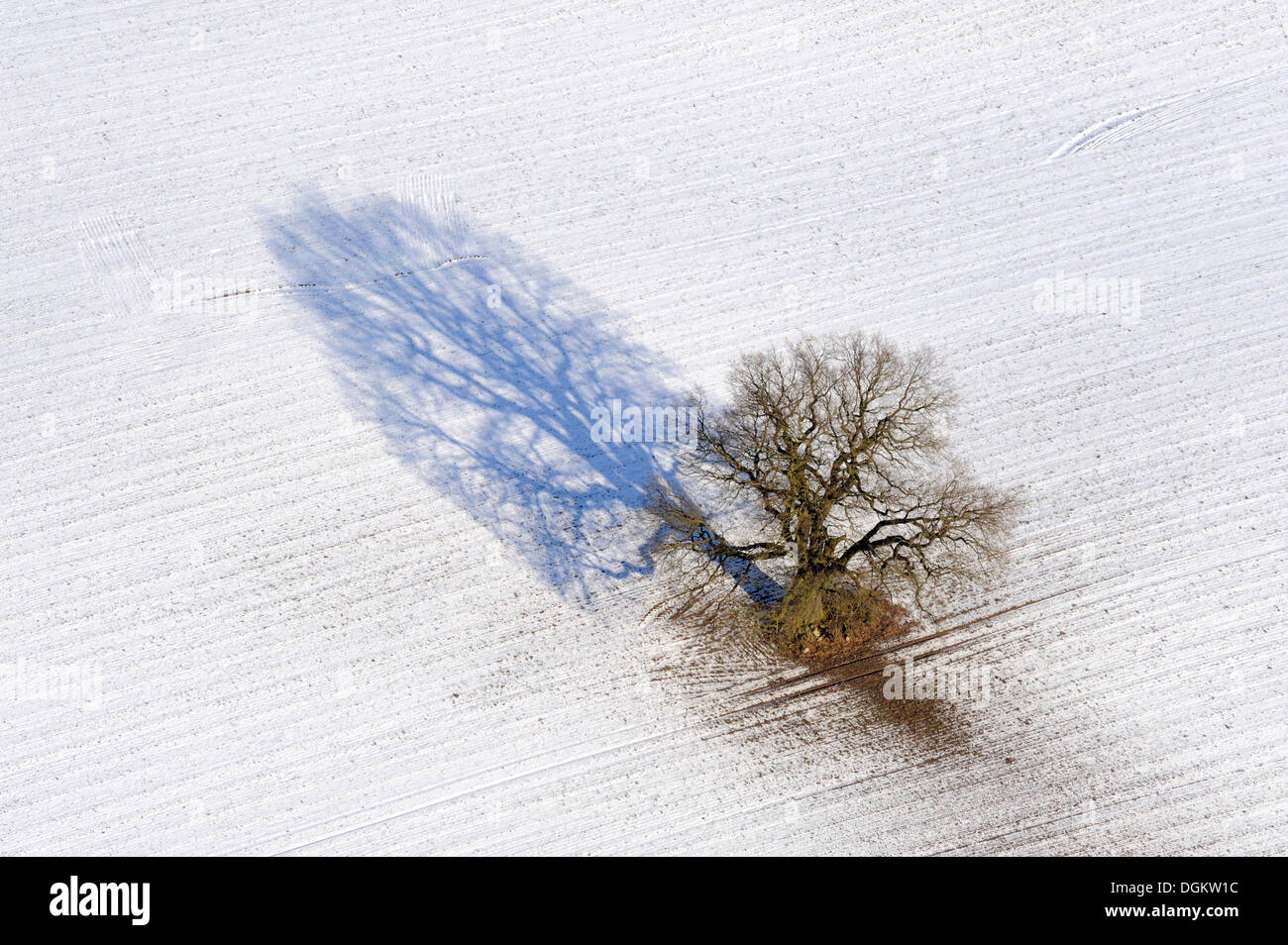 Luftaufnahme, Eiche Baum (Quercus SP.) im Winter, Klützer Winkel, Klützer Ort, Stellshagen, Mecklenburg-Vorpommern Stockfoto