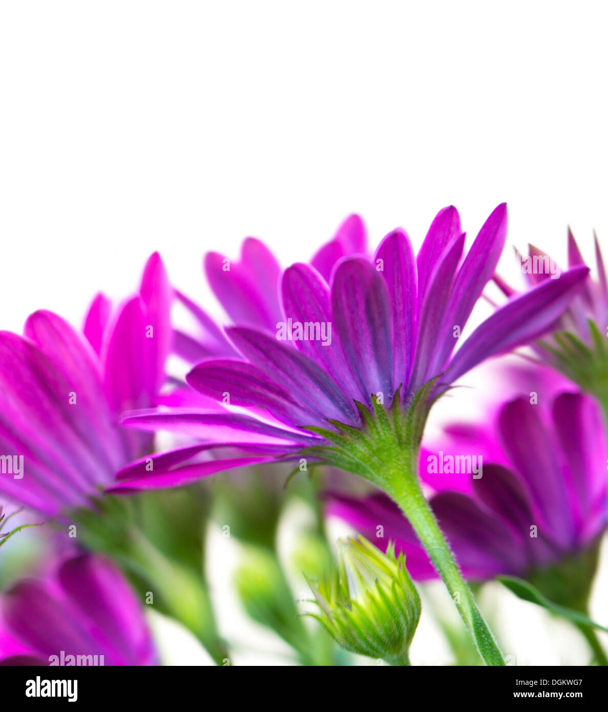 Bild der schönen lila Blüten isoliert auf weißem Hintergrund, violette Daisy Blume, floral Grenze, Studio gedreht, Frühling Stockfoto