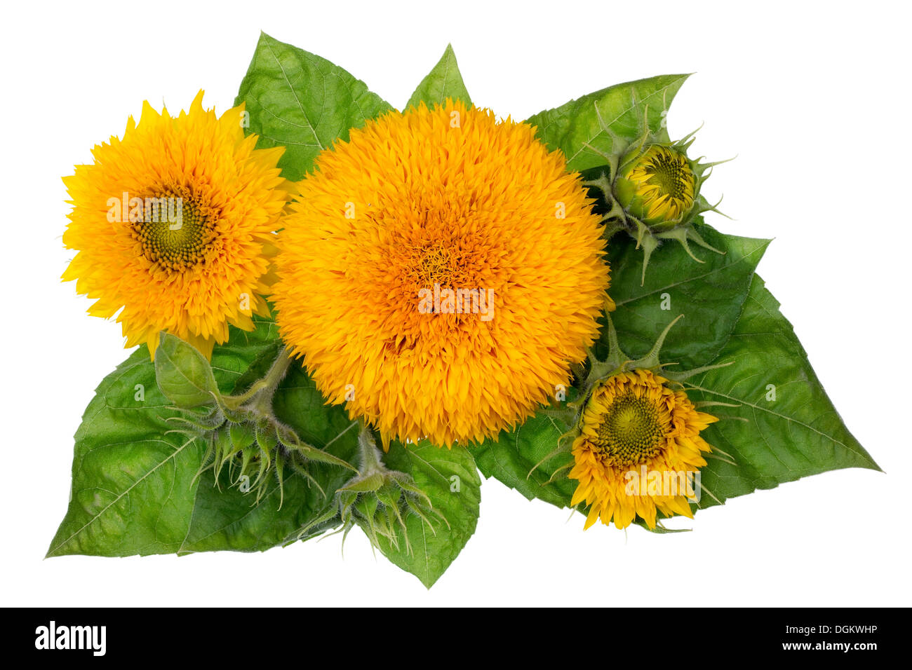 Sonnenblumen Sommer isoliert Konzept Bannergrafik Stockfoto
