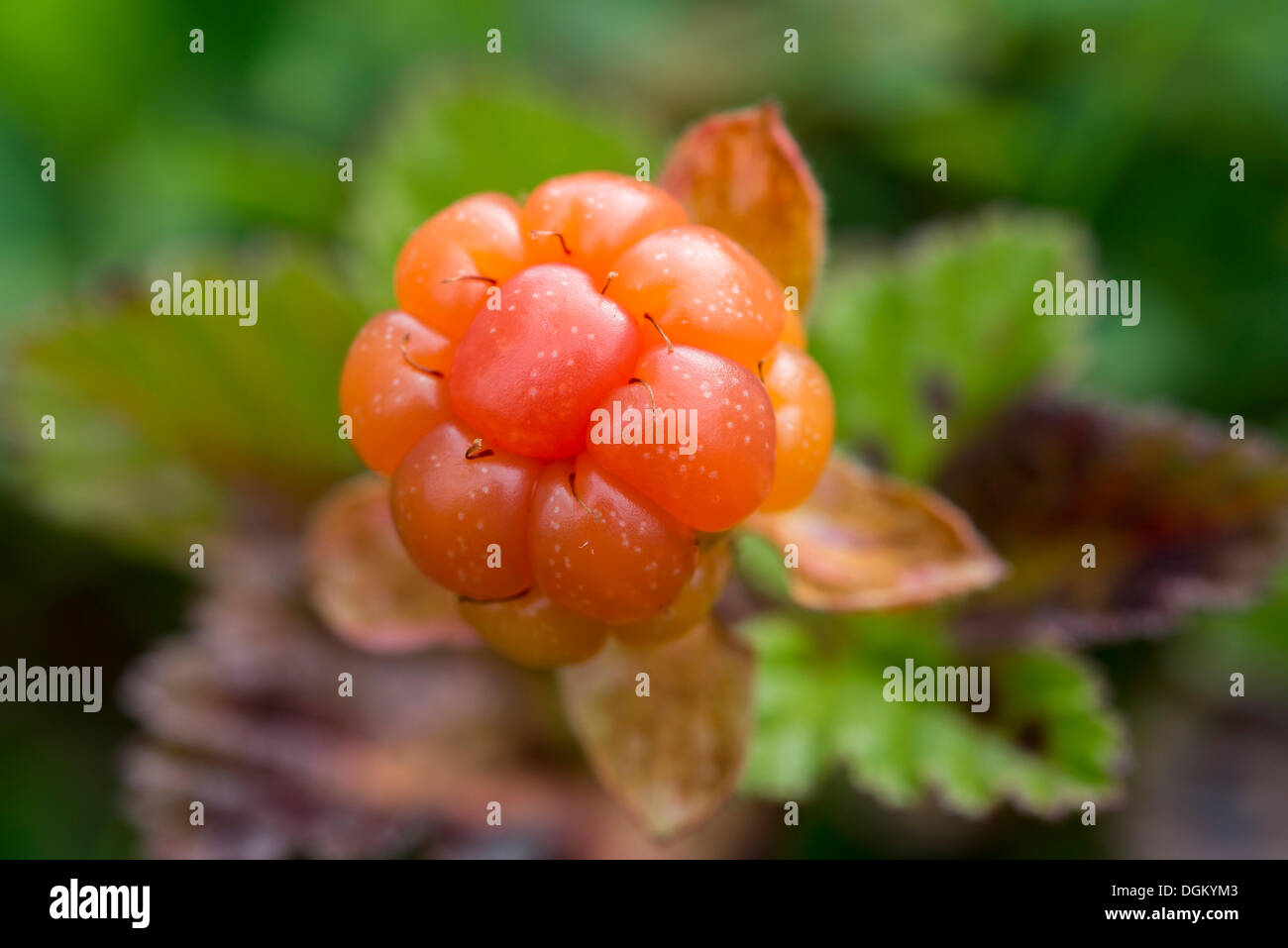 Reife Moltebeere (Rubus Chamaemorus), Skutvik, Kommune Hamarøy