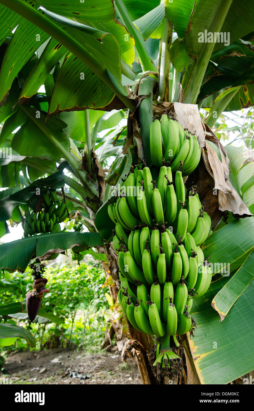 Bananen Im Baum Hängen Stockfotos und bilder Kaufen Alamy