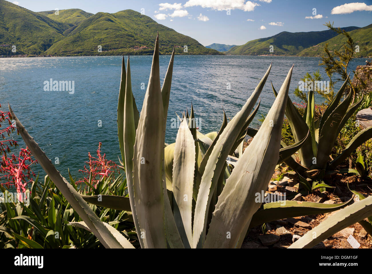 Agaven (Agave) an der Seepromenade von Brissago Inseln, Lago Maggiore,  Tessin, Schweiz, Europa Stockfotografie - Alamy