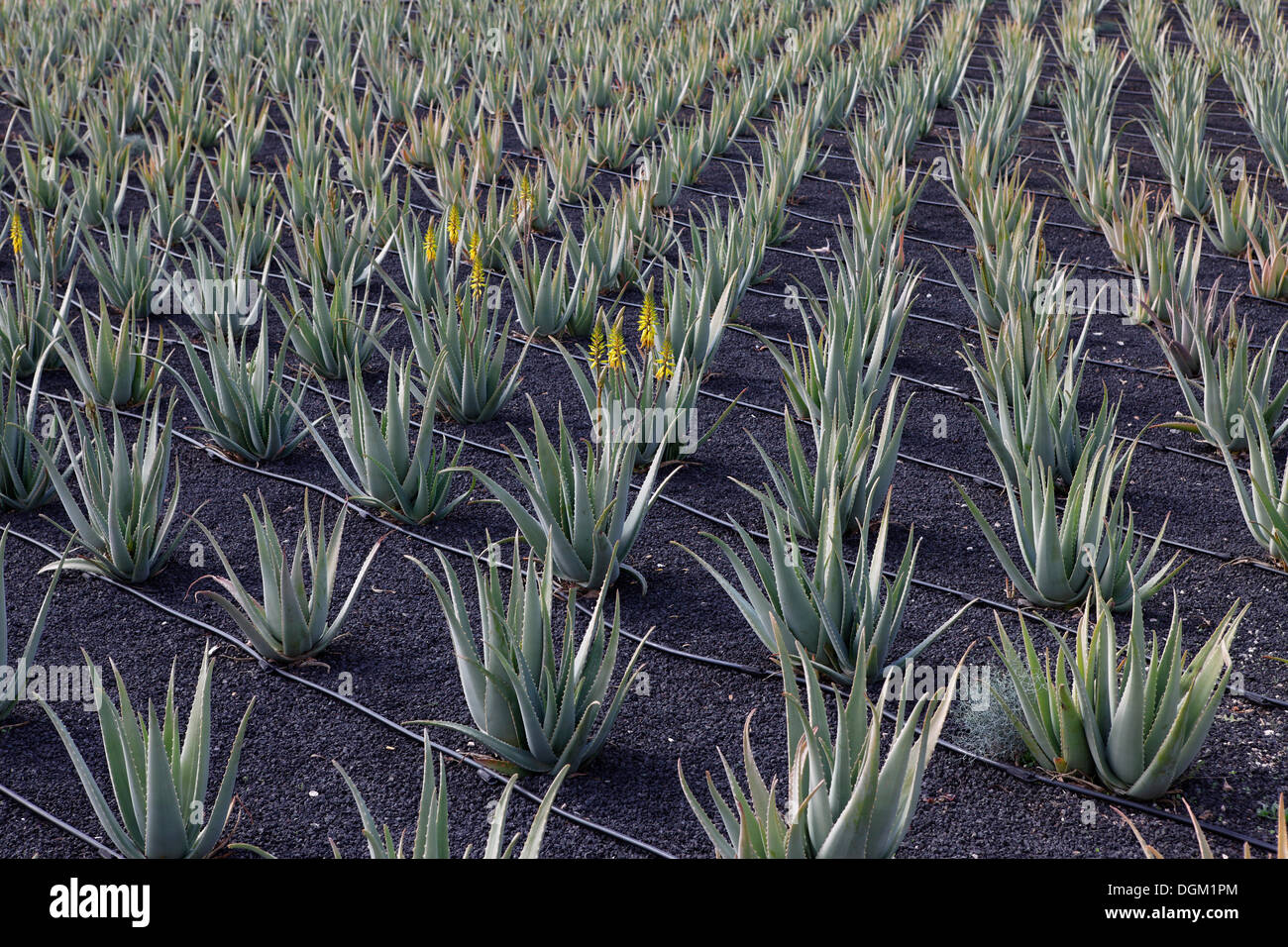 Avisa Aloe vera in der Nähe tiscamanita, Fuerteventura, Kanarische Inseln, Spanien, Europa Stockfotografie - Alamy