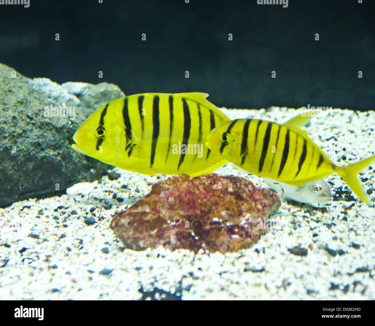 Ein Foto von tropischen Fischen in einem Aquarium. Stockfoto