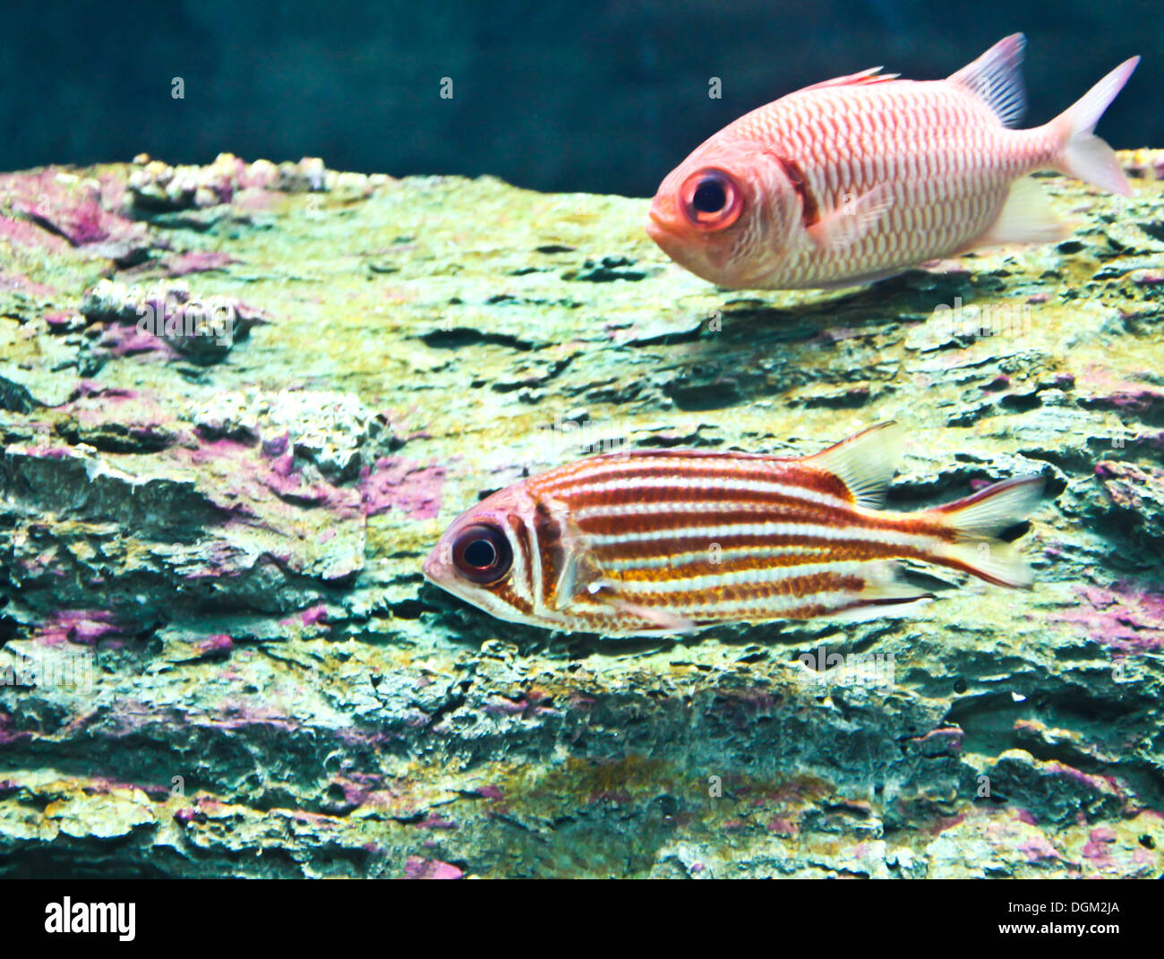 Ein Foto von tropischen Fischen in einem Aquarium. Stockfoto