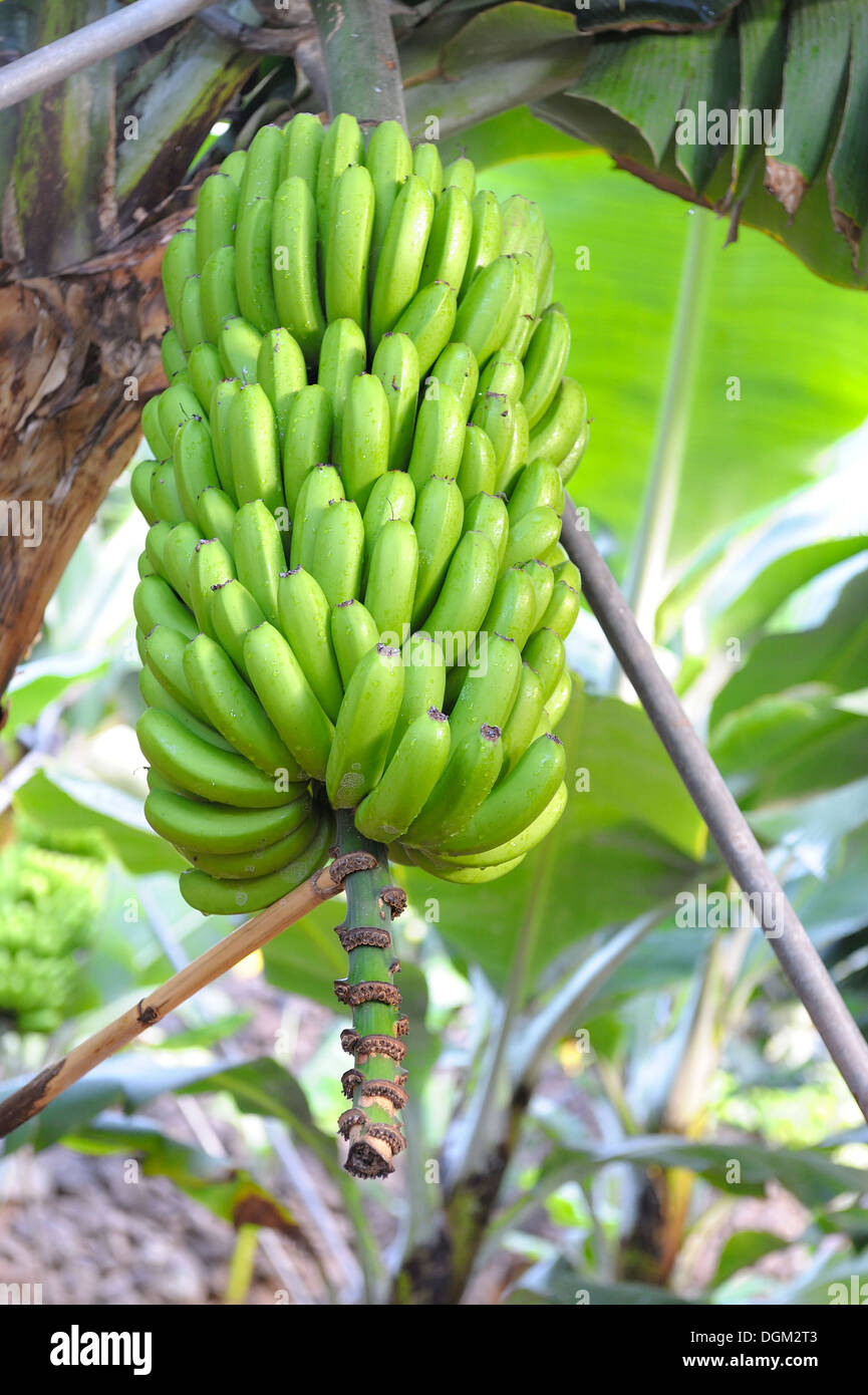 Madeira Portugal. Ein gesundes paar grüne Bananen in einer Bananenplantage Stockfoto