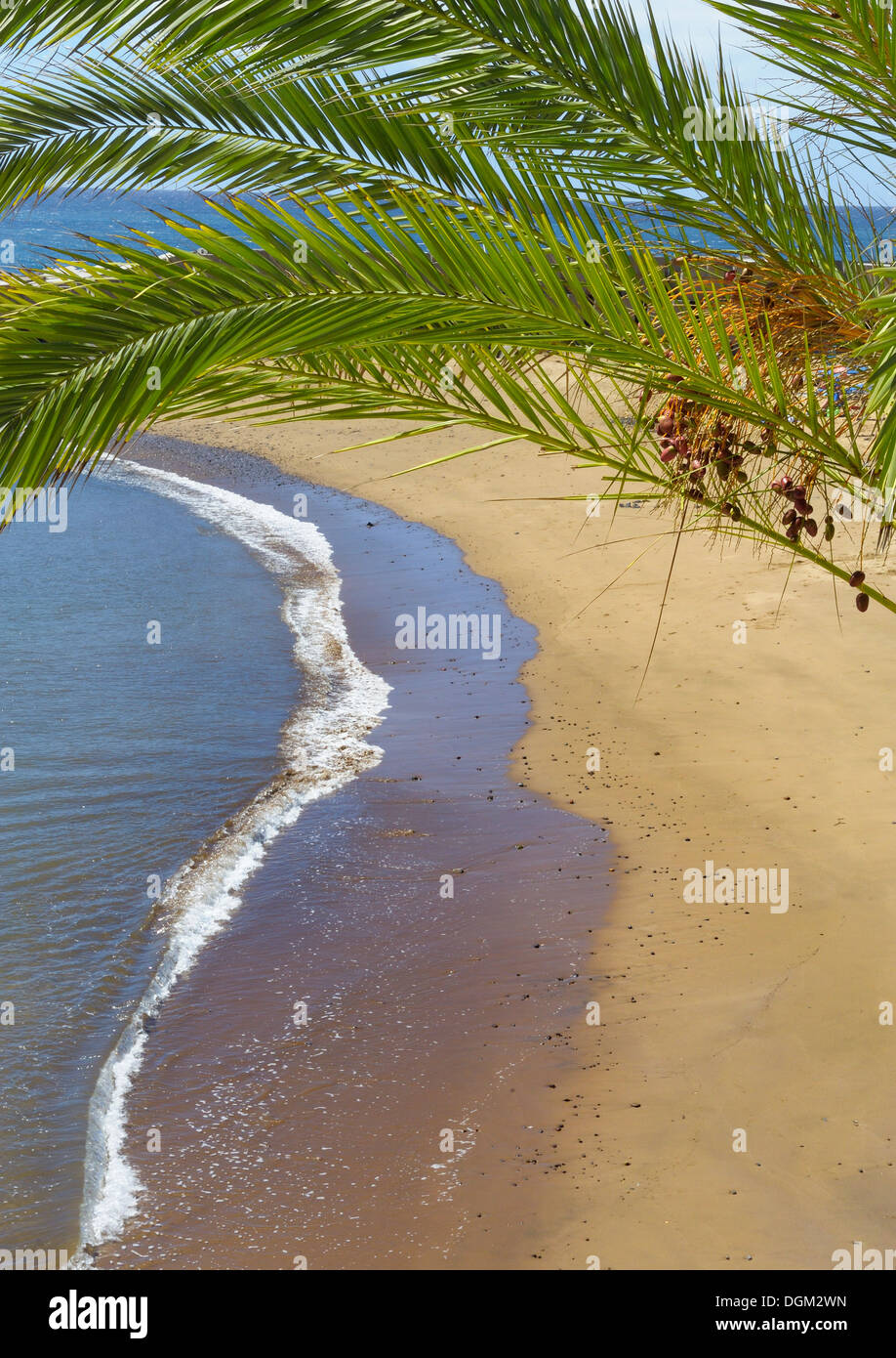 Palme Blätter eingewickelt über einen künstlichen Sandstrand von Calheta Madeira Portugal Stockfoto