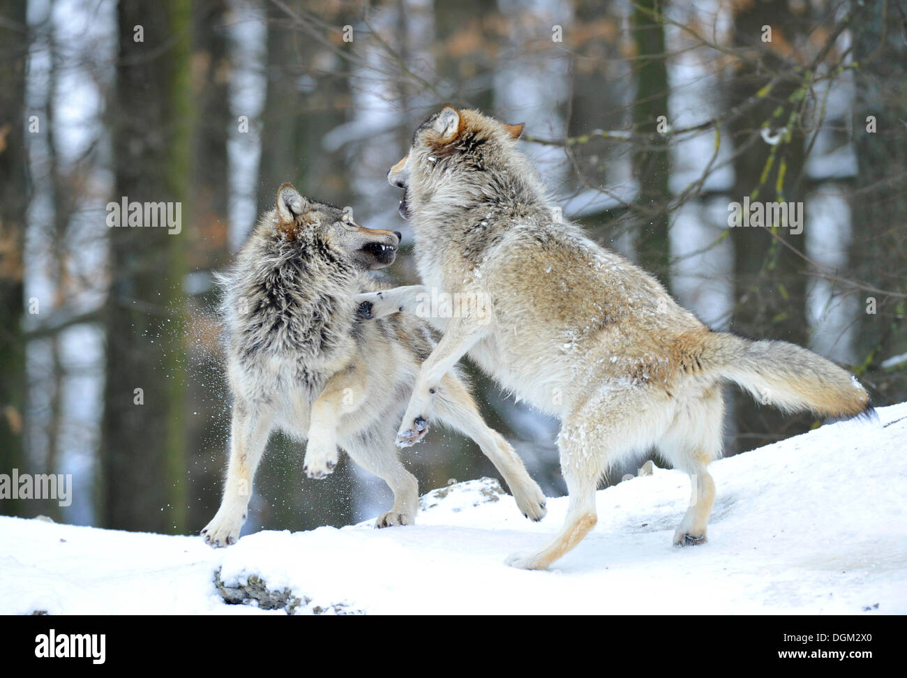 Mackenzie Wolf, Alaskan Tundra Wolf oder kanadischen Timber Wolf (Canis Lupus Occidentalis) im Schnee, zwei Welpen kämpfen Stockfoto