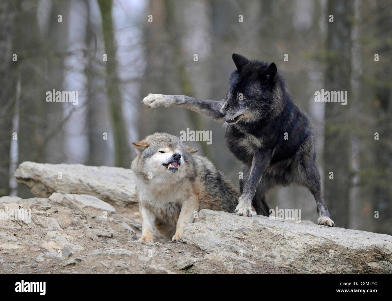Rüge der rangniedere durch übergeordnete Wolf kämpfen, Mackenzie Wolf, kanadischer Wolf, Timber Wolf (Canis Lupus Occidentalis) Stockfoto