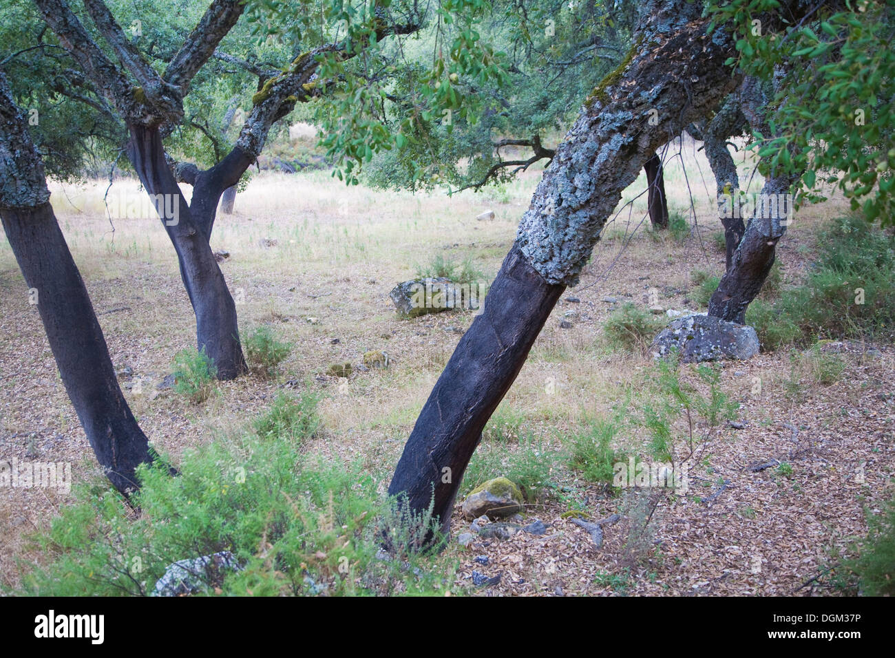 Kork-Eiche Bäume Quercus Suber Grazalema Naturpark Cadiz Provinz Spanien Stockfoto