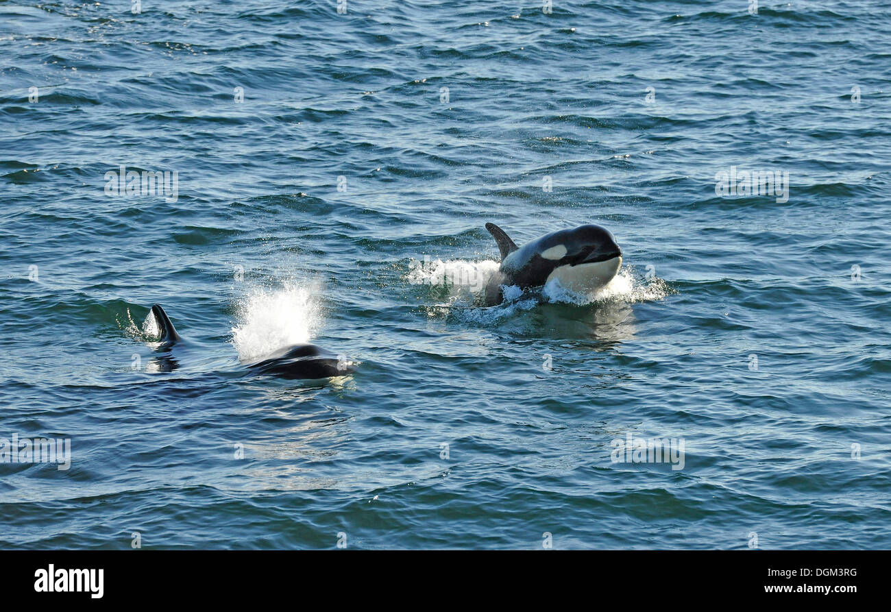Springen, Schwertwale oder Orcas (Orcinus Orca), Strait Of Georgia, Vancouver Island, Kanada Stockfoto