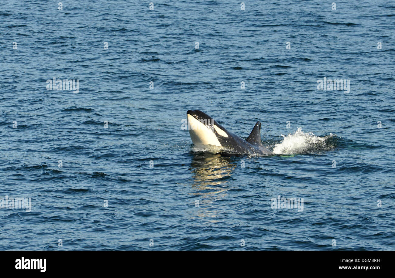 Springen, Schwertwale oder Orcas (Orcinus Orca), Strait Of Georgia, Vancouver Island, Kanada Stockfoto