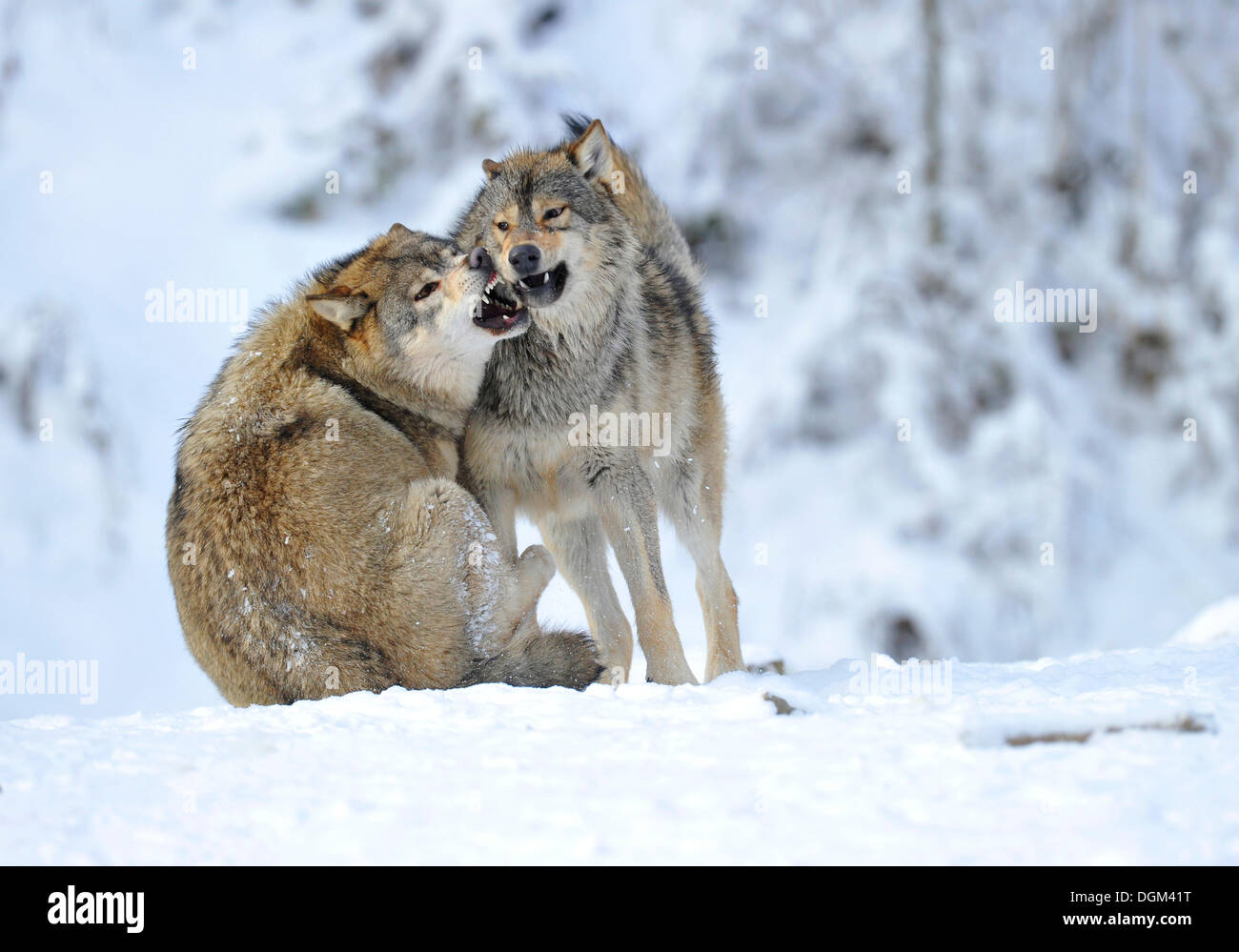 Mackenzie Tal Wölfe, kanadische Timber Wolf (Canis Lupus Occidentalis), junge Wölfe im Schnee spielen Stockfoto