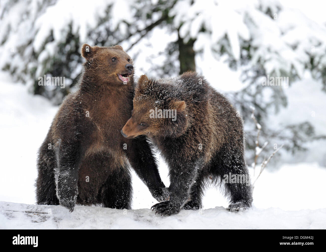 Europäischer Braunbär (Ursus Arctos) Cubs Ringen und spielen im Schnee Stockfoto