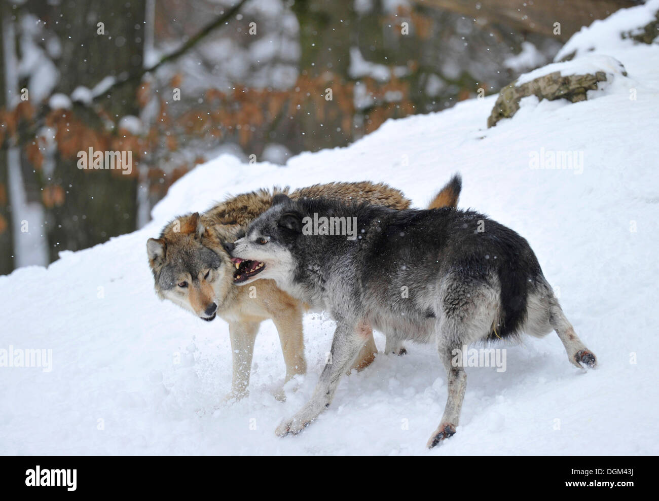 Mackenzie-Wölfe, östlichen Wolf, kanadischer Wolf (Canis Lupus Occidentalis) im Schnee, Kampf für soziale ranking Stockfoto