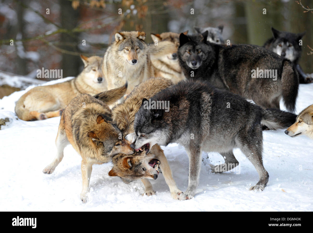 Mackenzie-Wölfe, östlichen Wolf, kanadischer Wolf (Canis Lupus Occidentalis) im Schnee, Kampf für soziale Ranking Verweis eines jungen Stockfoto