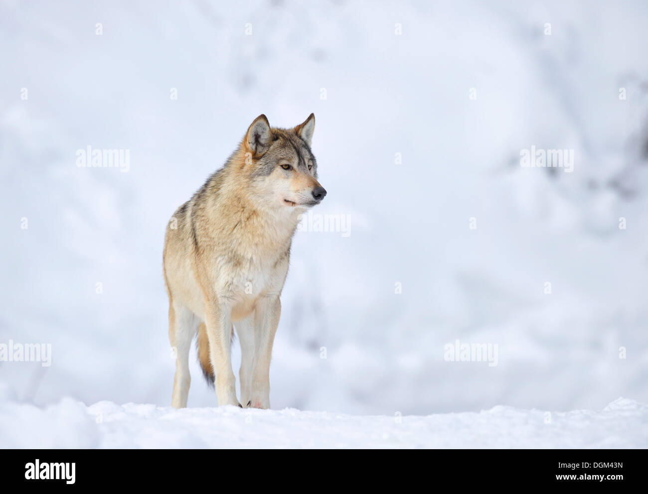 Mackenzie Wolf, östlichen Wolf, kanadischer Wolf (Canis Lupus Occidentalis) im Schnee Stockfoto