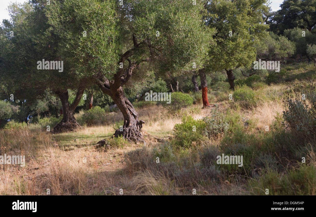 Olivenbäumen und Korkeichen, Naturpark Sierra de Grazalema, Provinz Cadiz, Spanien Stockfoto