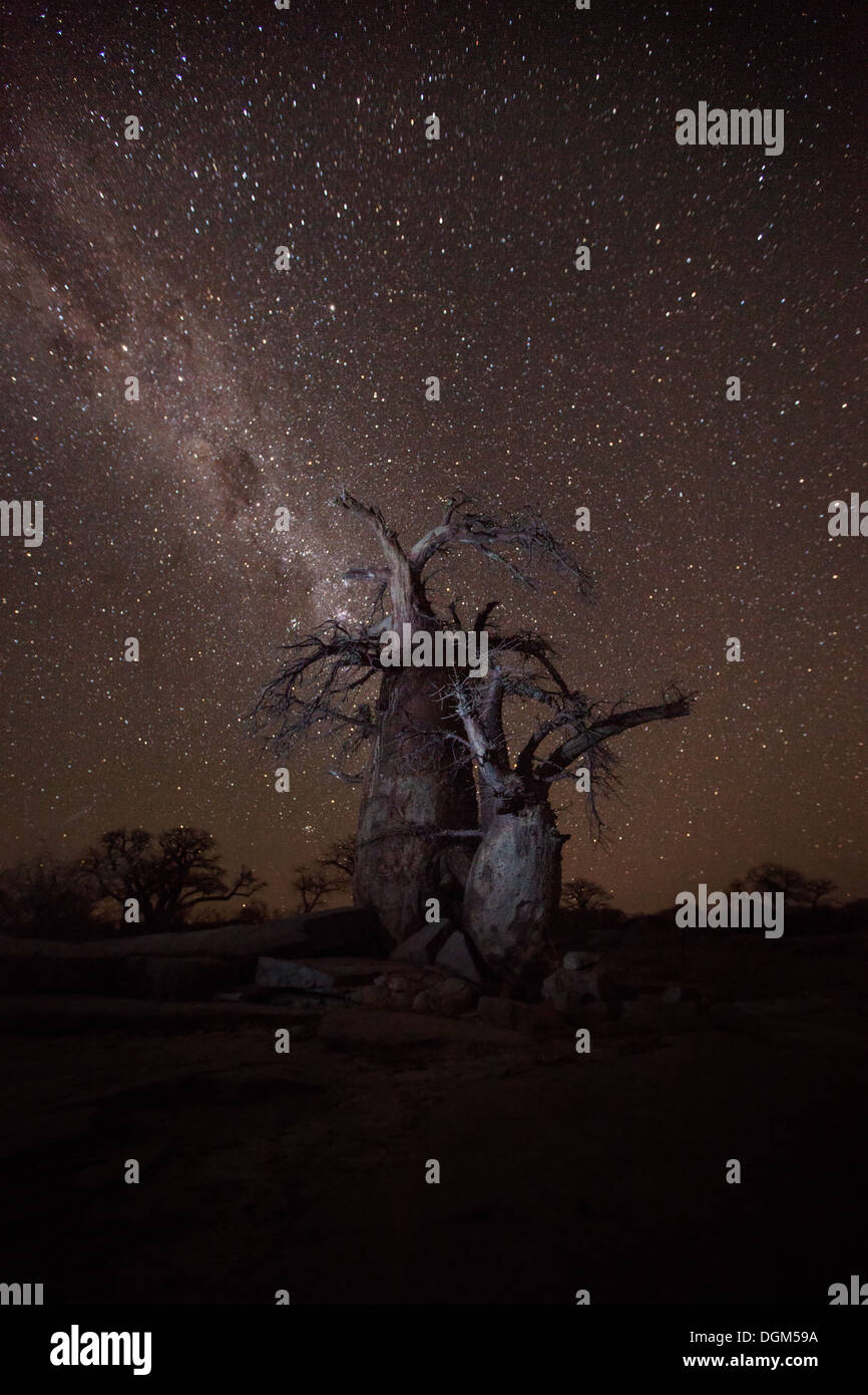 Baobab-Bäume unter der Milchstraße Stockfoto