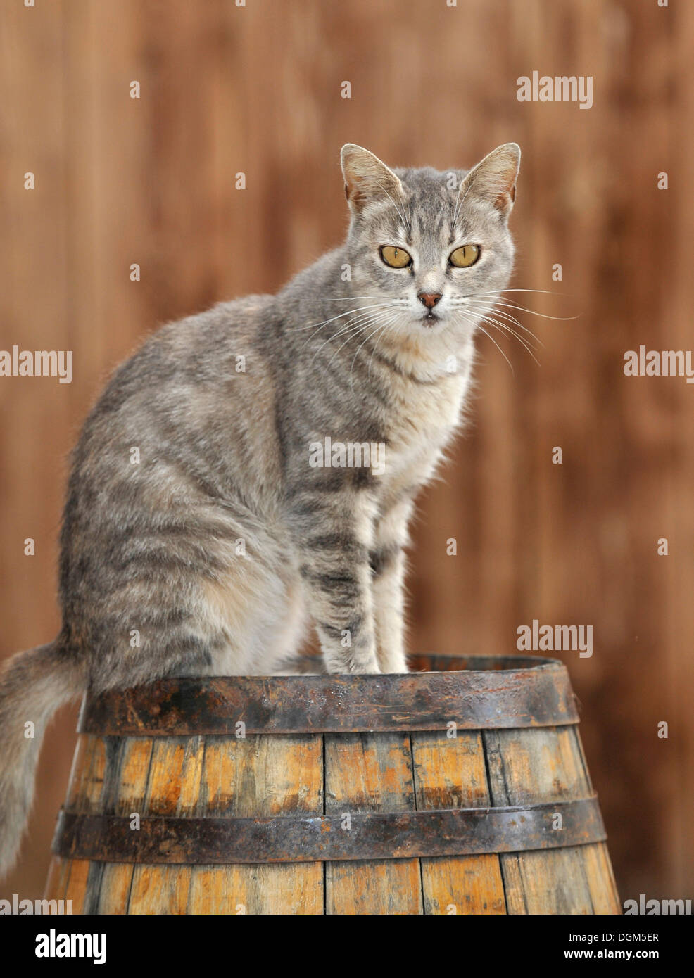 Tabby Katze auf einem Fass, Dolcedo, Riviera dei Fiori, Ligurien, Italien, Europa Stockfoto