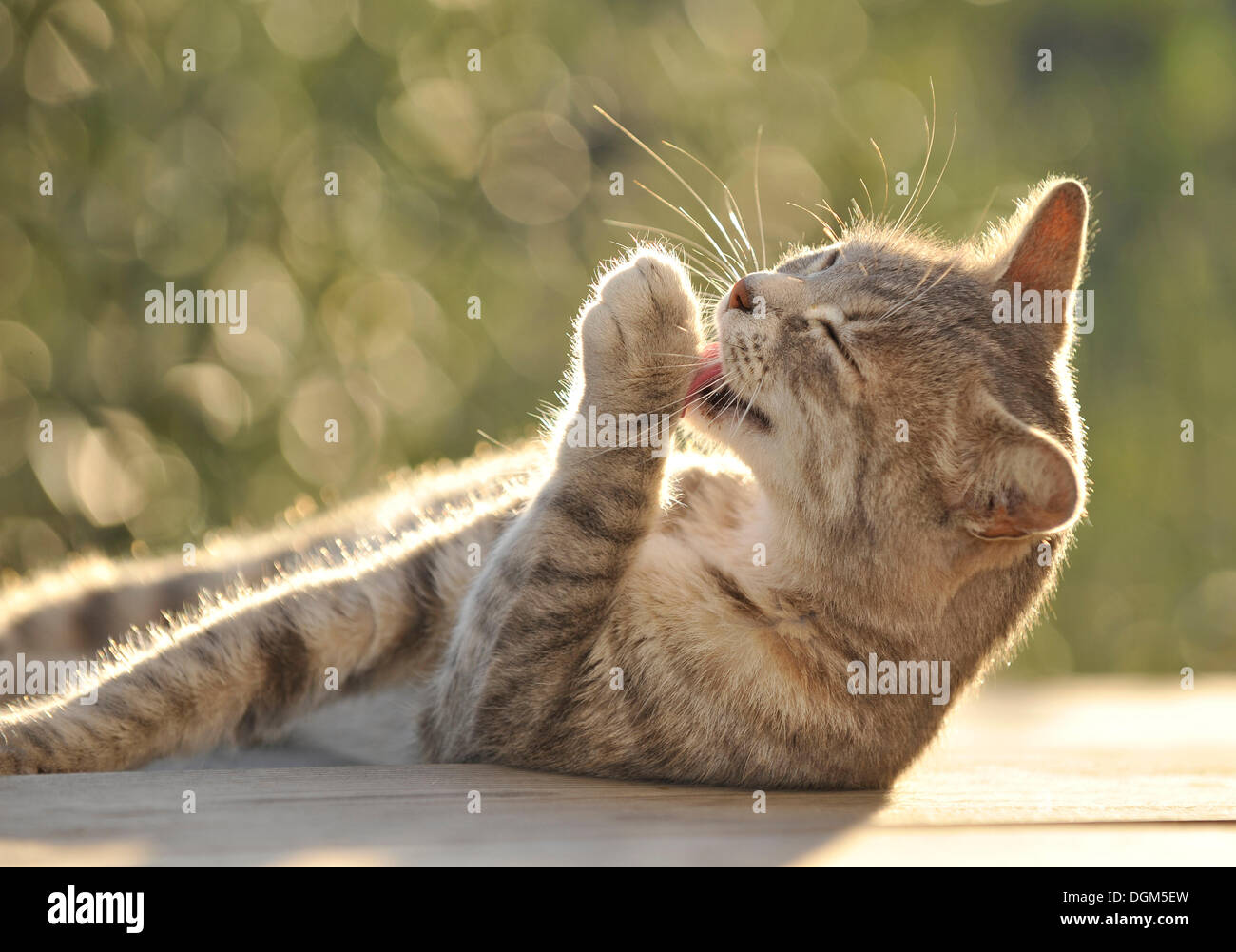 Tabby Katze leckt seine Pfote, Dolcedo, Riviera dei Fiori, Ligurien, Italien, Europa Stockfoto