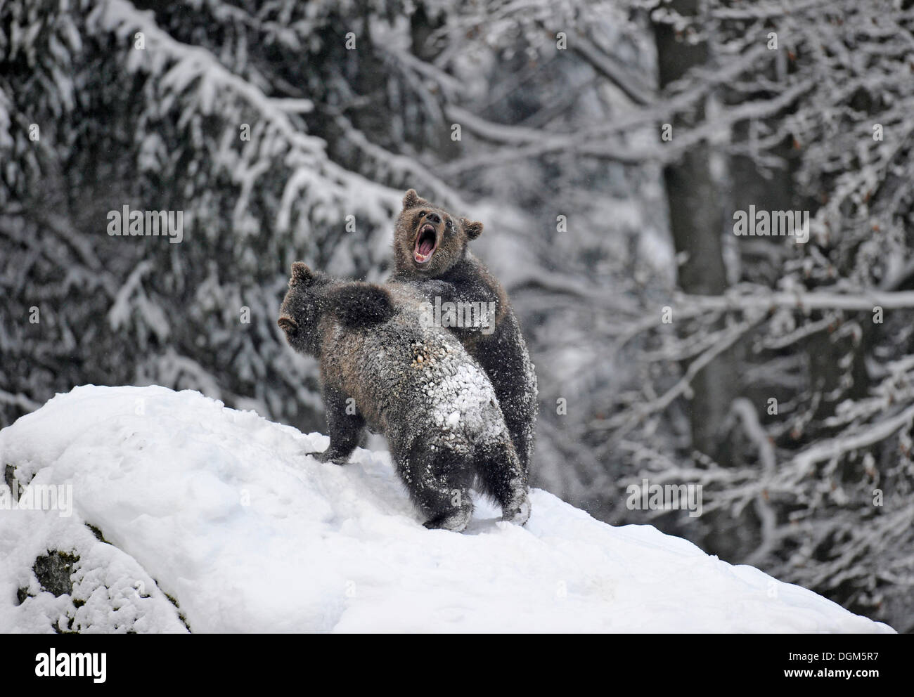 Europäischer Braunbär (Ursus Arctos) Cubs Ringen und spielen im Schnee, Nationalpark Bayerischer Wald Stockfoto